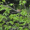 夕方の労働公園の野鳥を紹介（２０２０　０５２２）その１。