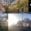 【雑感】お花見めぐり【黄金山・平和公園・宮島】