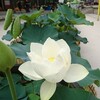 韓国で蓮の花を見に行こう！