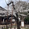 『靖国神社へ』桜、満開