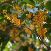 キンモクセイ開花・秋植え宿根草