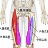 うりぼうの筋トレメニュー④脚