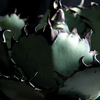 黒牙の衝撃｜Agave Titanota cv.Blue Ball