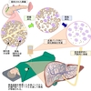 【1型糖尿病へのアロジェネイック膵島移植療法＝他の人から提供された膵島（膵臓の一部）の移植は5年間でどこまで膵臓機能が保たれるのか？予告編】