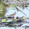 稲敷探鳥記①　クサシギ、タシギ、コチドリ、ショウドウツバメ