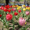 合浦公園散歩！見頃の八重桜にチューリップやスイセンも