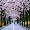 小田原市南町　　西海子小路　（さいかちこうじ）の桜並木　2014