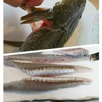 エソは高級練り物の原料 かまぼこ ちくわ さつま揚げで絶品 調理にコツがあります Rib Ertas エソは高級練り物の原料 かまぼこ ちくわ さつま揚げで絶品 調理にコツがあります Rib Ertas