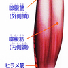 ふくらはぎを細くする方法？（ほんまでっかTVを観て）