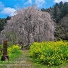 春爛漫！内子の桜めぐり Part2  2020.3.29