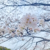 浅口市内、桜の開花状況♪　金光駅前、丸山公園、寄島園地