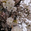 別れと出会いの桜の季節！新生活スタート！二男が関東へ😆桜の見えるカフェ