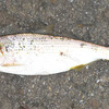 もうボチボチ釣れるかな？？？