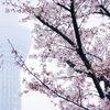 東京桜三景、写真を撮る楽しさ