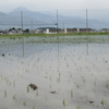 安曇野で田植えが始まりました