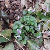 Viola grypoceras var. grypoceras　タチツボスミレ