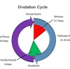 Ovulation Calculator: Know When It Is Best To Go For A Baby