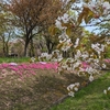 桜大橋の桜、平岡公園の梅、紅桜公園の思い出、近隣の八重桜、スープカレー、親族とお寿司