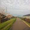 朝のウォーキングから！松浦川河川敷堤防！