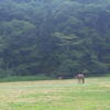 馬・鹿
