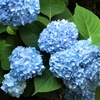 我が家に咲いていたなつかしの花たち‥