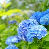 【お写ん歩】あじさい祭り、観音寺で紫陽花を眺めるお写ん歩