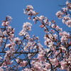 やっとご近所の桜が咲いた
