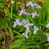 【Nikon Df + AI AF Micro-Nikkor 60mm f/2.8D・仙台】仙台野草園の高原植物と。May 2021