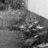Photo No.426 / WEBサイトの再構築