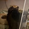 くろごまあん二世 357日目