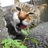 6月前半の #ねこ #cat #猫 その2