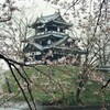 【新潟】上越高田公園の桜。