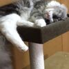 くたびれ果てたレオン君。