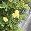 週末ごはん
