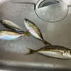 久々のアジのなめろう、酢で食べる