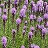家のまわりに咲く夏の花たち