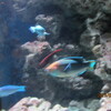 孫と一緒の沖縄旅行（１１）巨大マンタの泳ぐ水族館。