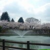 府中公園で満開の桜でお花見のお昼（広島県府中市）