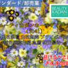 【株式銘柄徹底分析】ビューティカダンホールディングス BEAUTY KADAN HD（3041）～生花祭壇 生花卸売 ブライダル装花 就労継続支援 急騰 株主優待～