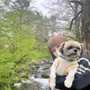 遊)ハルニレテラス　軽井沢