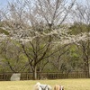 名残の桜