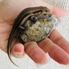 ヒガシニホントカゲの日常