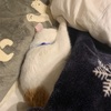 内容は猫のみ。