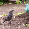 【稀な旅鳥・冬鳥】突然、家庭菜園に飛来した珍客＂サバクヒタキ＂　　野鳥撮影《第381回》