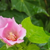 芙蓉、台風10号の時に