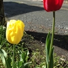 夢と我が家のチューリップ