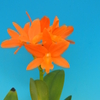 Rth.  Young-Min Orange &#039;Golden Satisfaction&#039;