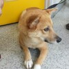 犬のチビの居場所が分かったんです！