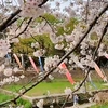 小国町の菜の花畑　ガニ湯のカモ　別府市　境川　桜並木と鯉のぼり♪