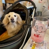 くじ運無さすぎ。